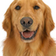 Gerald the Dog